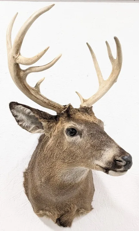 50th Anniversary Auction - Sportsmans Auction