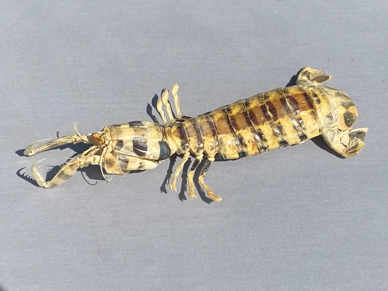 Shrimp, Taxidermy, Collectible, Specimen from auction in Springfield, Missouri — image 3