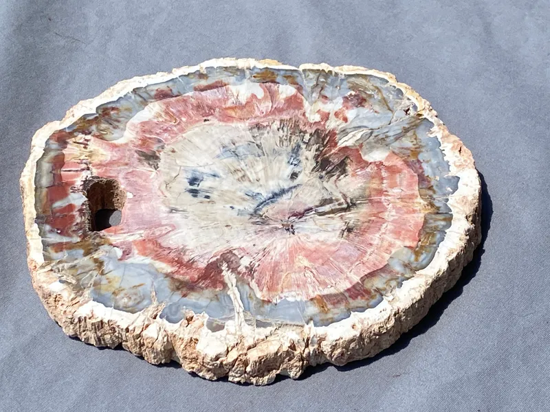 Petrified Wood, Fossil, Rock, Collectible, Decor, from auction in Springfield, Missouri — image 35
