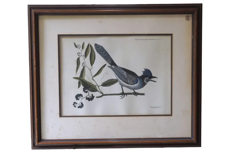 MARK CATESBY CRESTED JAY LITHOGRAPH from auction in Mount Pleasant, South Carolina — image 13