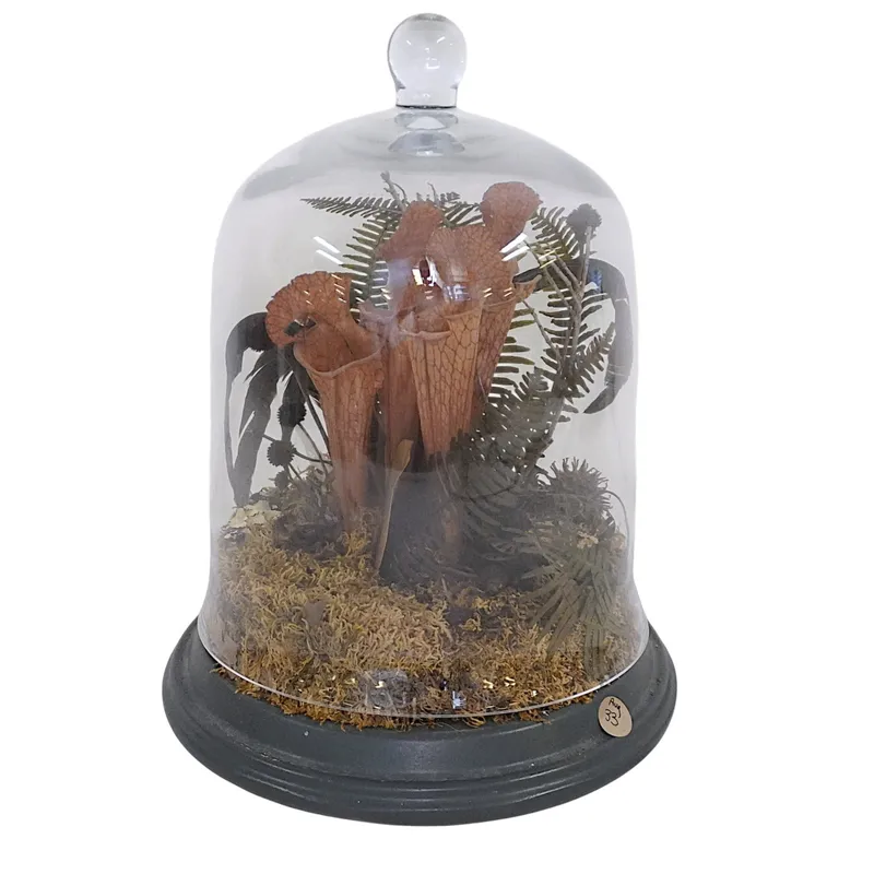 VINTAGE BOTANICAL CLOCHE TERRARIUM DISPLAY from auction in Mount Pleasant, South Carolina — image 34