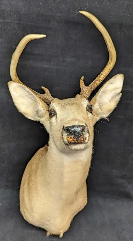 Vintage 5 Point Buck Deer Head & Shoulder Taxidermy Mount from auction in Orlando, Florida — image 29