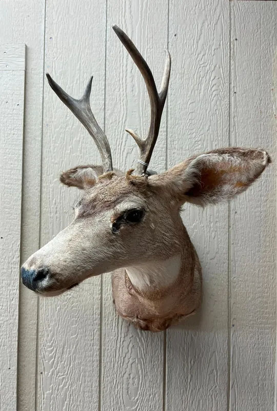 Mule Deer Taxidermy Shoulder Mount from auction in Dundee, Ohio — image 48