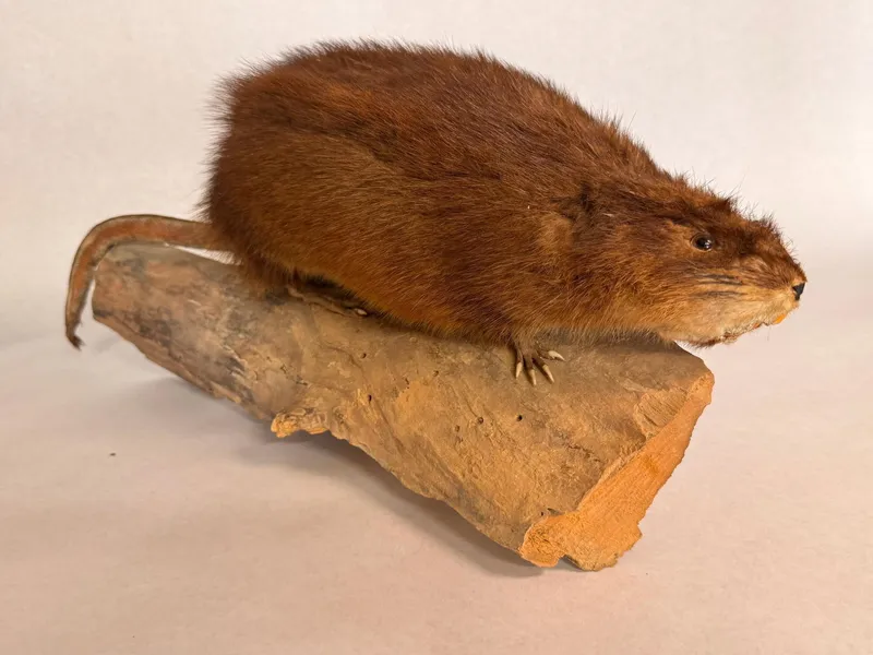 Taxidermy Muskrat Specimen on Wood Base from auction in Dundee, Ohio — image 47