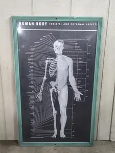 Framed Anatomical Human Wall Chart