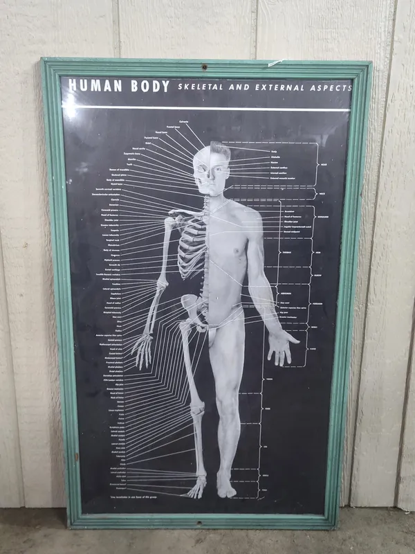 Framed Anatomical Human Wall Chart from auction in Dundee, Ohio — image 15