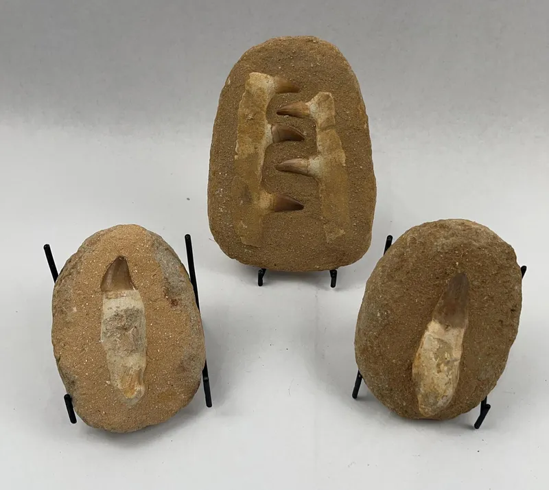 Three Fossil Mosasaur Teeth in Matrix from auction in Dundee, Ohio — image 39
