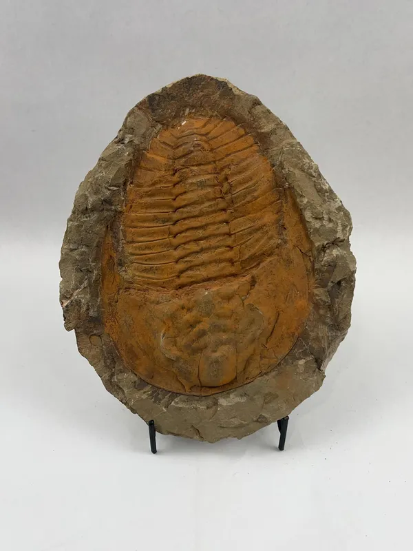 Cambropallas Telesto Trilobite Fossil from auction in Dundee, Ohio — image 38