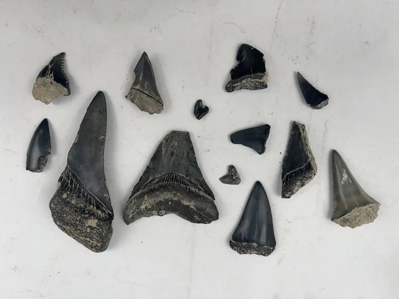 13 Fossil Megalodon & Mako Shark Teeth from auction in Dundee, Ohio — image 40