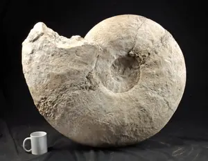 Fine Fossils, Native American, Asian, Ethno — image 1