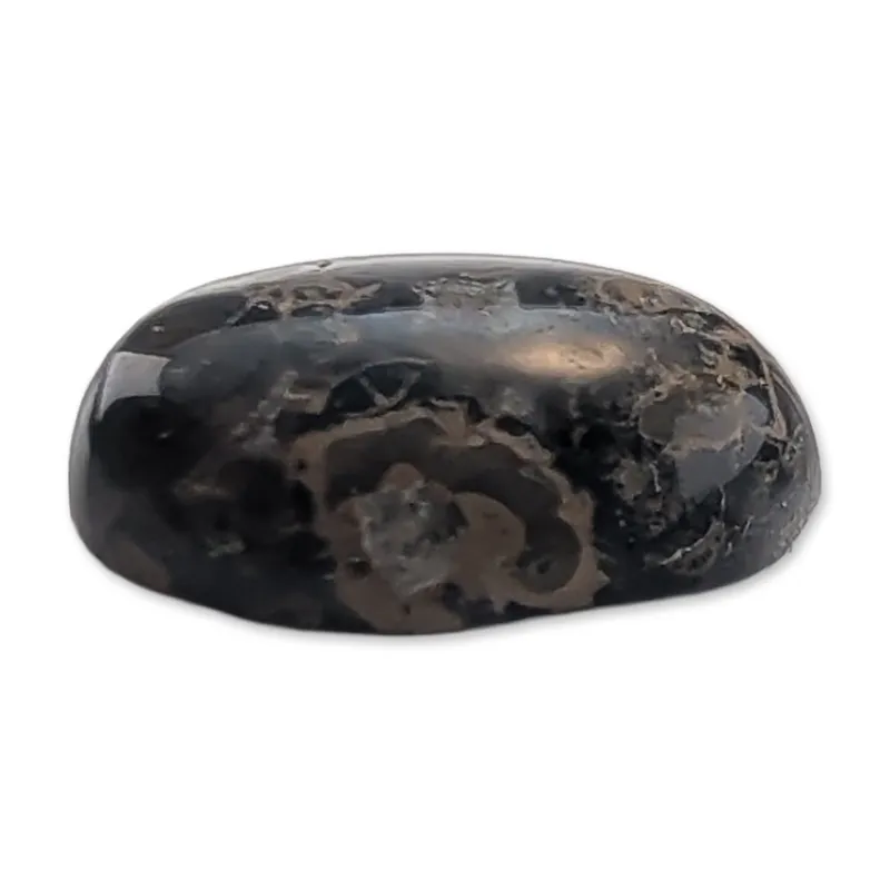Turritella Agate Oval Cabochon Gemstone from auction in Hollywood, Florida — image 32
