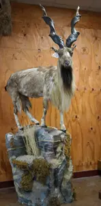 Superior Mid-Summer Taxidermy Auction day1 — image 1