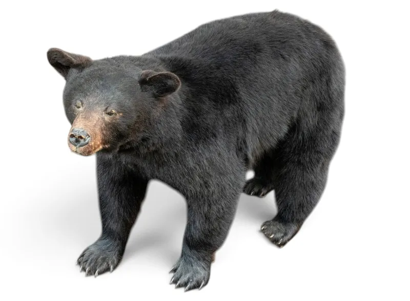 Full-Body Black Bear Taxidermy Mount from auction in York, Pennsylvania — image 5