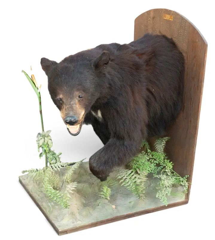1972 Canadian Black Bear Half-Body Mount from auction in York, Pennsylvania — image 9