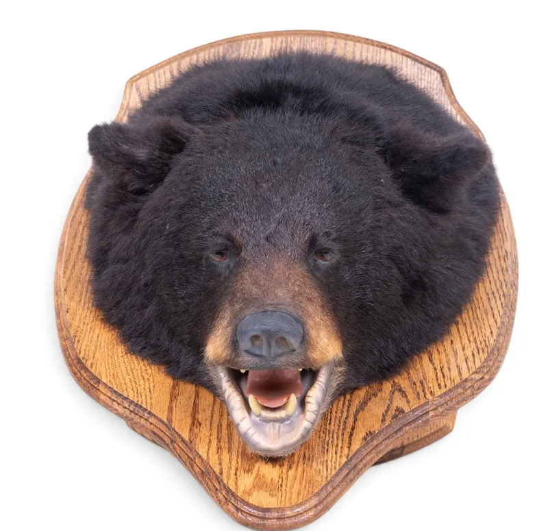 Black Bear Taxidermy Head Trophy Mount from auction in York, Pennsylvania — image 17