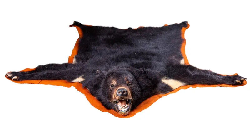 Black Bear Taxidermy Rug Mount ~6" L from auction in York, Pennsylvania — image 19