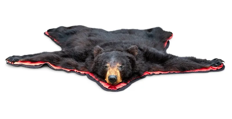 Black Bear Taxidermy Rug Mount ~5.5" L from auction in York, Pennsylvania — image 21