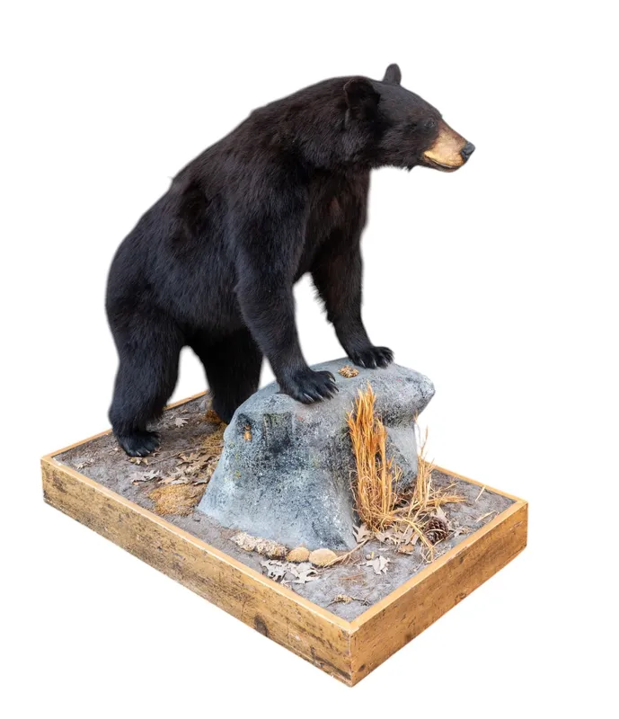 Black Bear Full-Body Taxidermy Mount on Base from auction in York, Pennsylvania — image 7