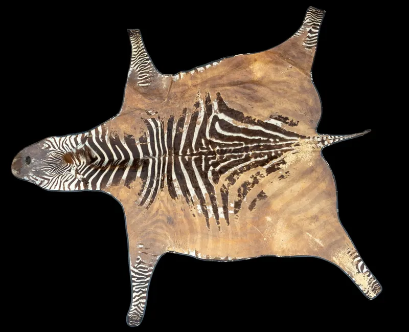 Large Zebra Hide Pelt Rug from auction in York, Pennsylvania — image 24