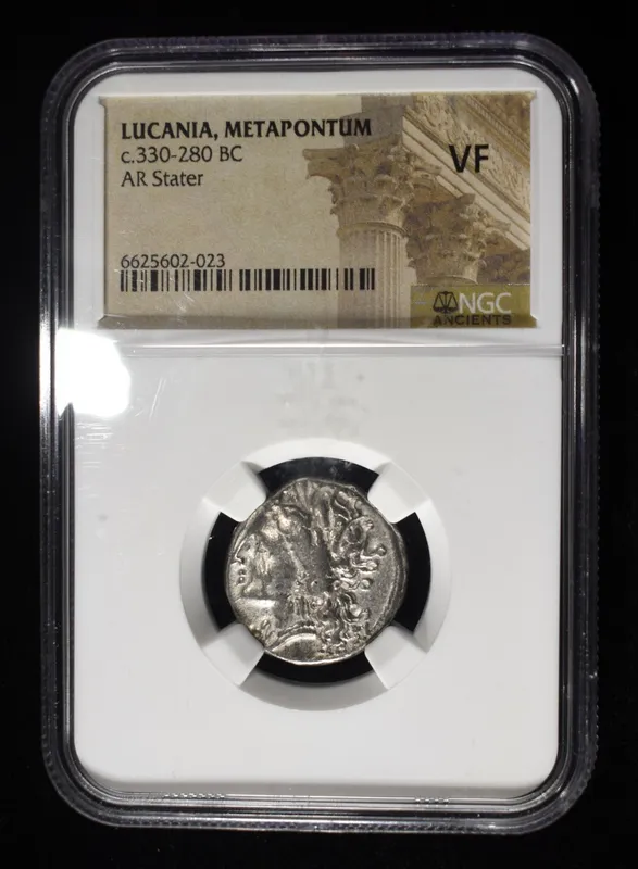 c.330-280 BC LUCANIA, METAPONTUM AR STATER NGC VF from auction in Findlay, Ohio — image 24