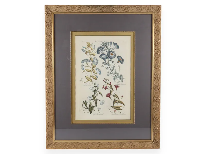 Hand-Colored Botanical Bindweed Engraving from auction in Atlanta, Georgia — image 23