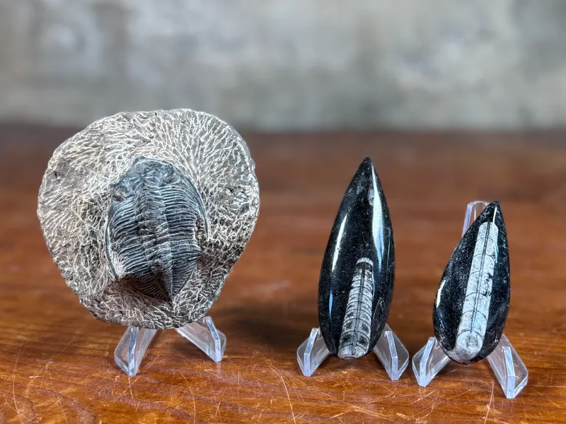 TRILOBITE & ORTHOCERAS FOSSIL COLLECTION from auction in Salem, Oregon — image 14