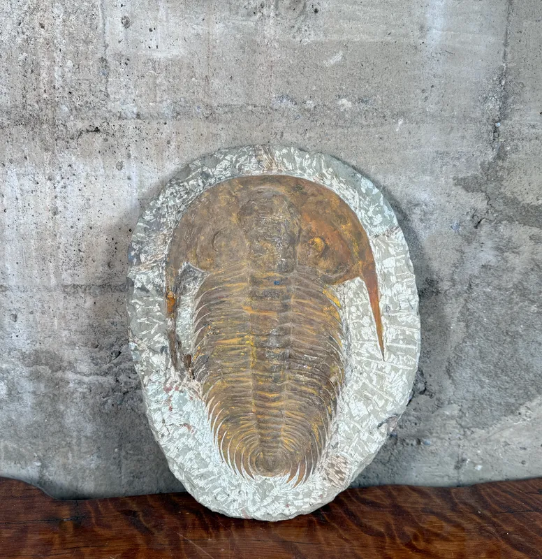 LARGE TRILOBITE FOSSIL IN STONE MATRIX from auction in Salem, Oregon — image 13