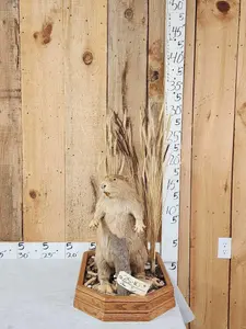 Taxidermy Oddities Rustic Decor & More — image 1