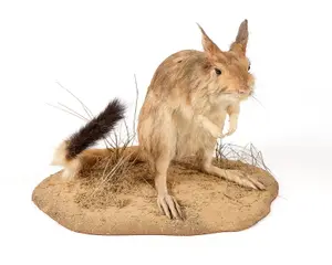 South African Springhare Taxidermy Habitat Mount