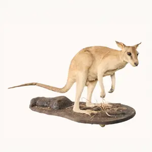 Agile Wallaby Full Body Habitat Mount