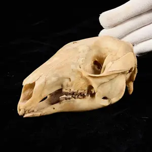 Wallaby Skull