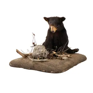 Black Bear Full Body Habitat Mount