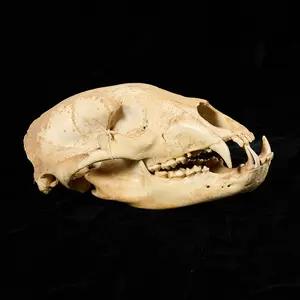 Black Bear Skull