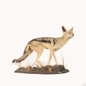 Black Back Jackal Full Body Habitat Mount