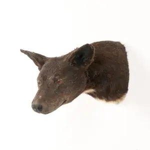 Australian Black Dingo Taxidermy Shoulder Mount