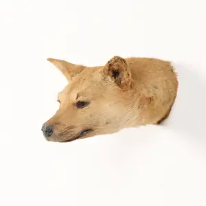 Australian Yellow Dingo Taxidermy Shoulder Mount