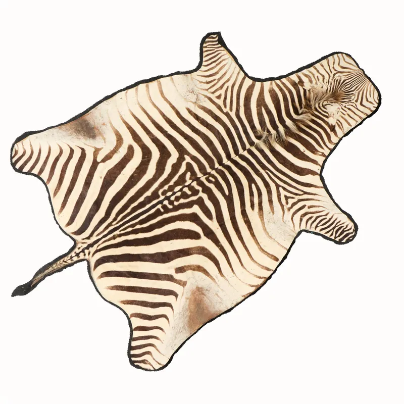 Zebra Skin Rug 9'x5'10" from auction in Saint Paul, Minnesota — image 1
