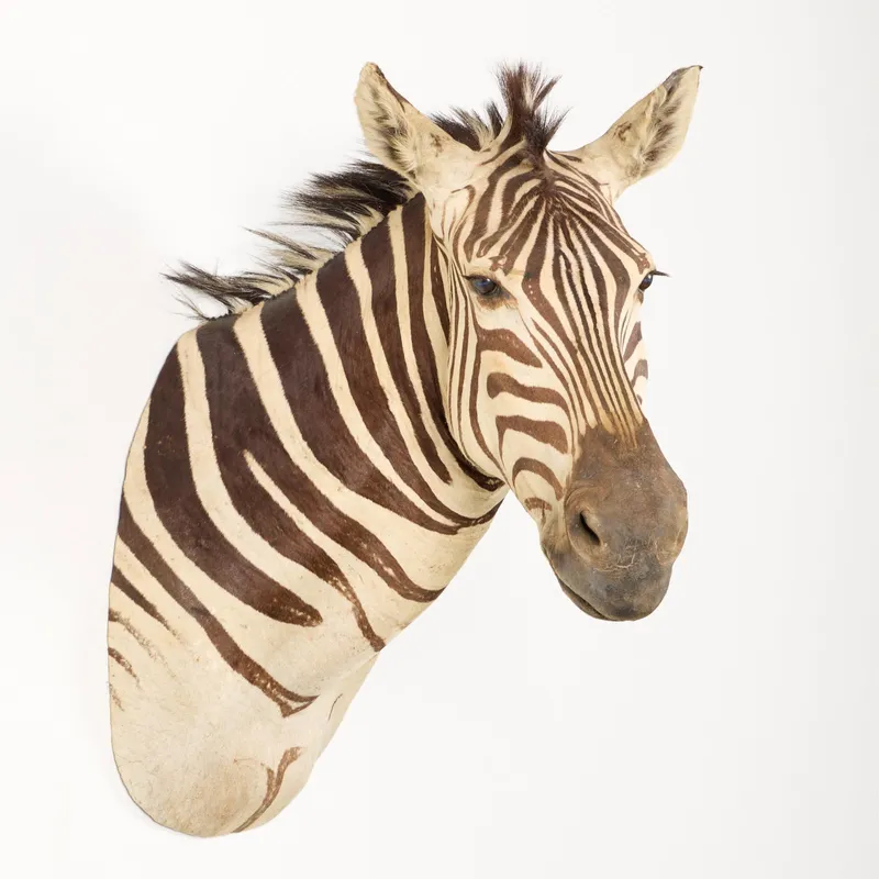 Plains Zebra Shoulder Mount Taxidermy from auction in Saint Paul, Minnesota — image 4