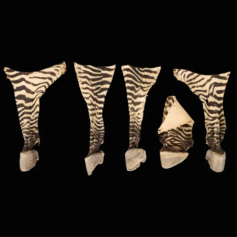5 Zebra Hooves from auction in Saint Paul, Minnesota — image 5