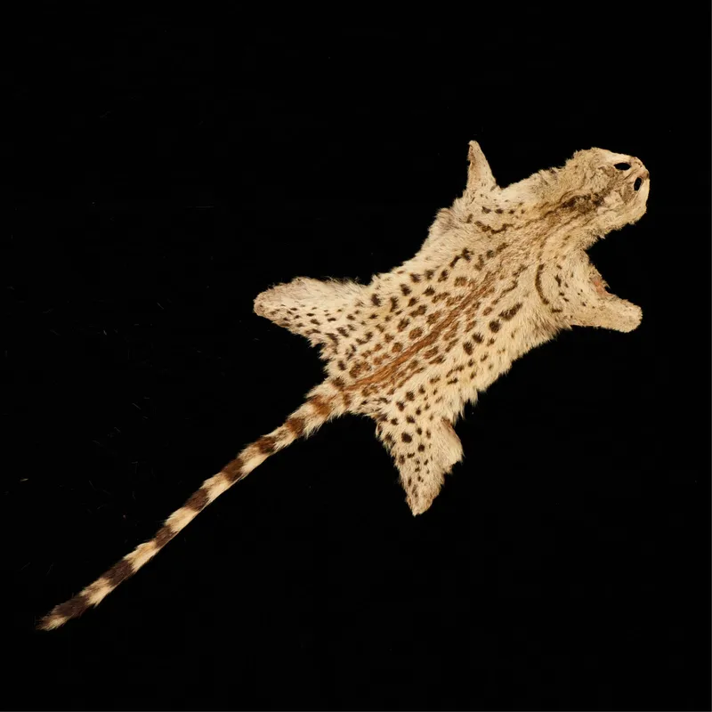 Genet Pelt from auction in Saint Paul, Minnesota — image 7