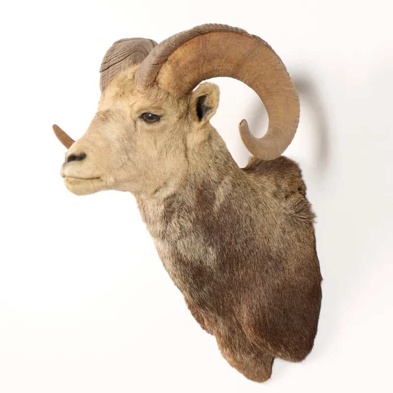 Stone Sheep Shoulder Mount Taxidermy from auction in Saint Paul, Minnesota — image 20