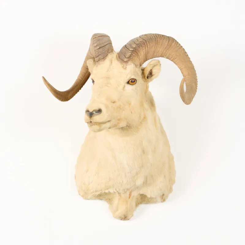 Dall Thinhorn Sheep Taxidermy Shoulder Mount from auction in Saint Paul, Minnesota — image 21