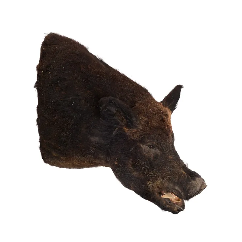 Australian Wild Boar Taxidermy Shoulder Mount from auction in Saint Paul, Minnesota — image 27