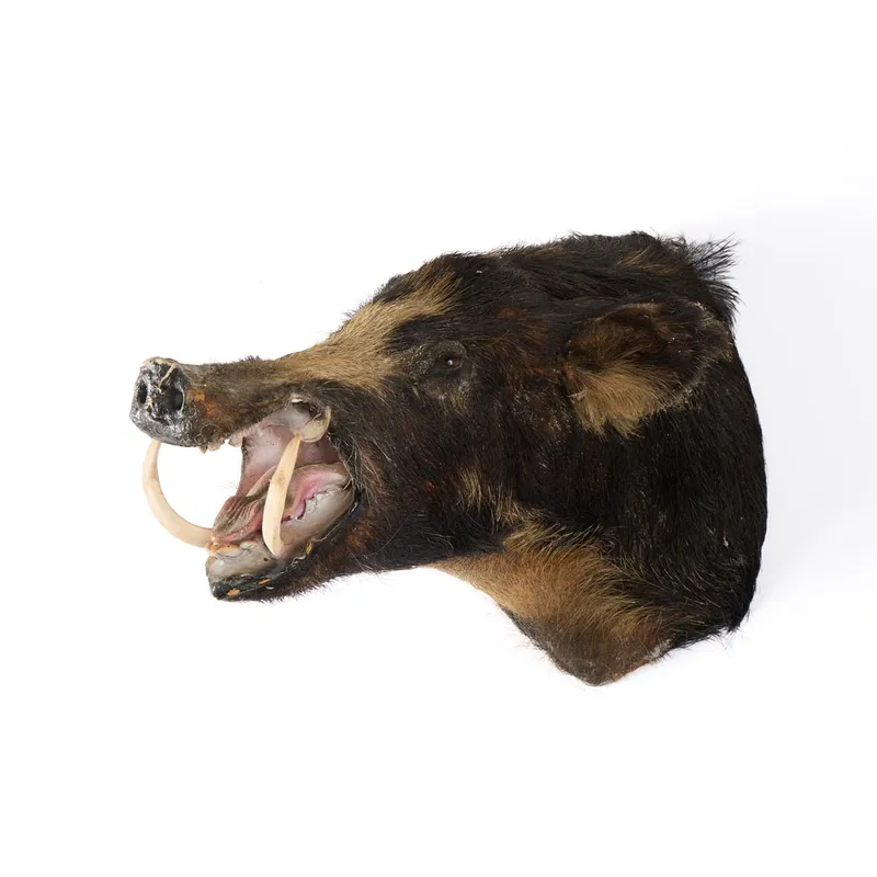 Tennessee Razorback Shoulder Mounted Taxidermy from auction in Saint Paul, Minnesota — image 28