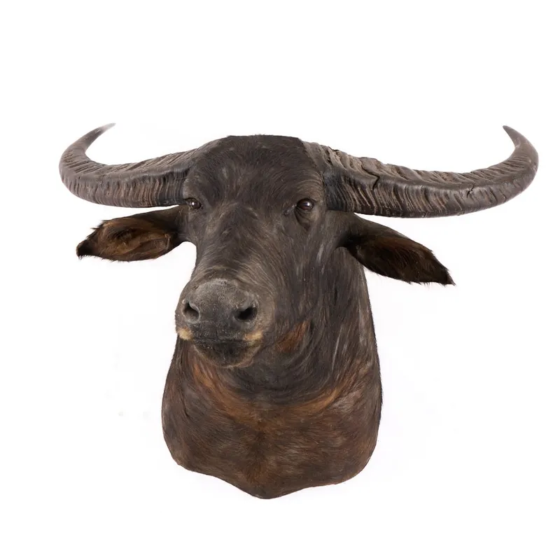 Shoulder-Mounted Domestic Water Buffalo from auction in Saint Paul, Minnesota — image 30