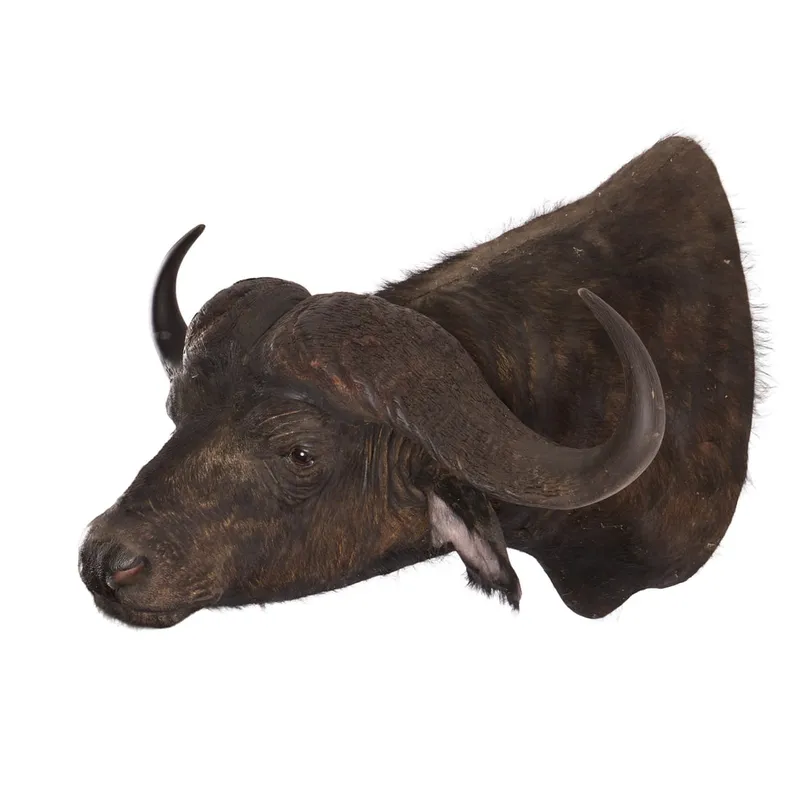Shoulder-Mount Cape Buffalo from auction in Saint Paul, Minnesota — image 34