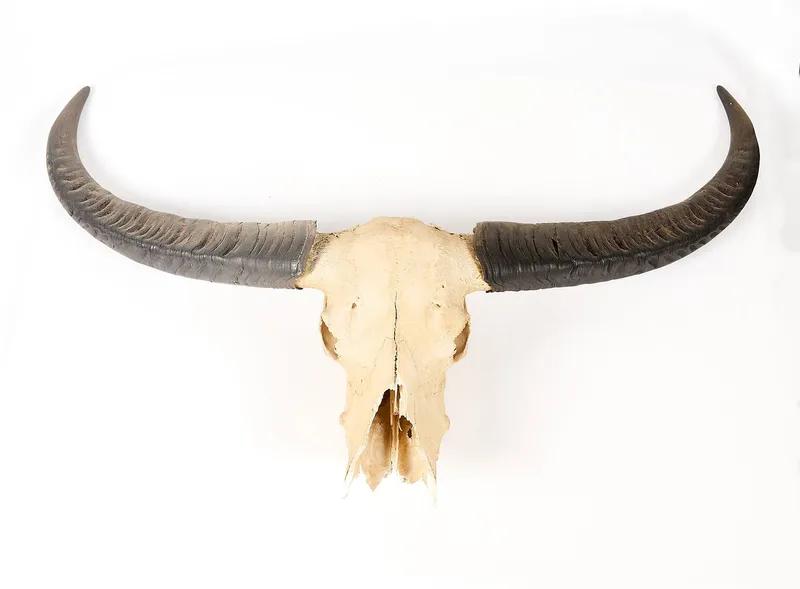 Water Buffalo Skull & Horns from auction in Saint Paul, Minnesota — image 31