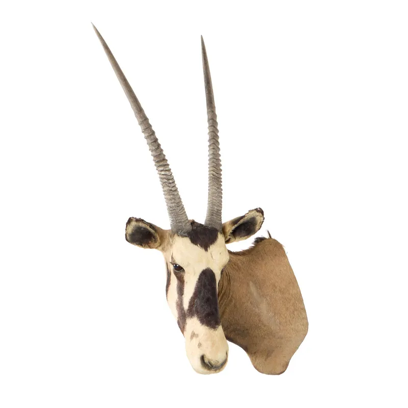 S. African Gemsbok Oryx Taxidermy Shoulder Mount from auction in Saint Paul, Minnesota — image 36