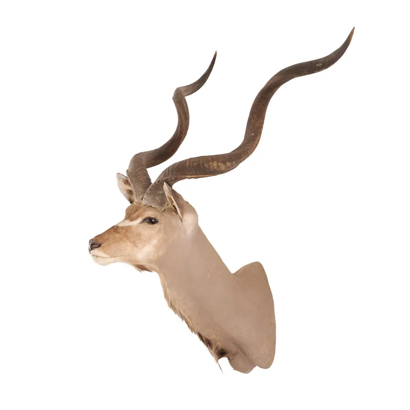 Greater Kudu Antelope Taxidermy Shoulder Mount from auction in Saint Paul, Minnesota — image 37