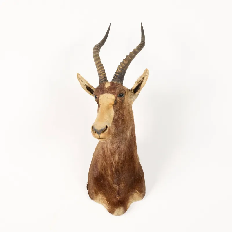 Blesbok Shoulder Mount Taxidermy Poss. Record Book from auction in Saint Paul, Minnesota — image 40